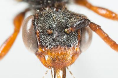  Nomada ferruginata (Linnaeus, 1767)