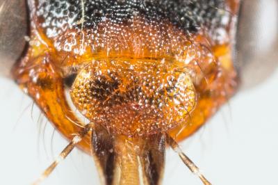  Nomada ferruginata (Linnaeus, 1767)