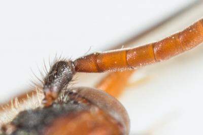  Nomada ferruginata (Linnaeus, 1767)