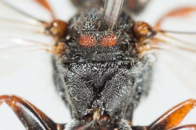  Nomada ferruginata (Linnaeus, 1767)