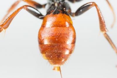  Nomada ferruginata (Linnaeus, 1767)