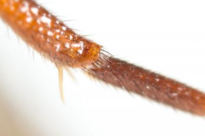  Nomada ferruginata (Linnaeus, 1767)