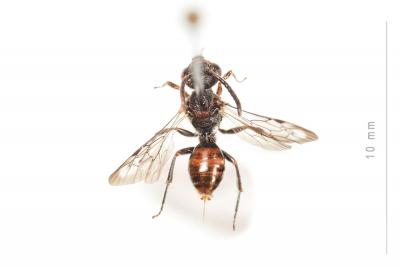  Nomada flavoguttata (Kirby, 1802)