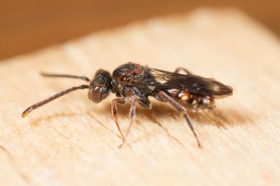  Nomada flavoguttata (Kirby, 1802)