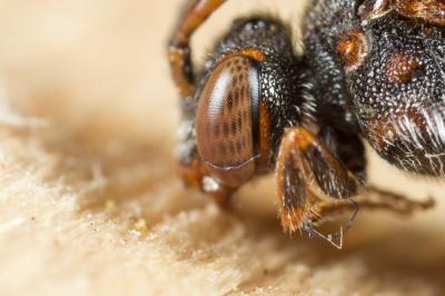  Nomada flavoguttata (Kirby, 1802)