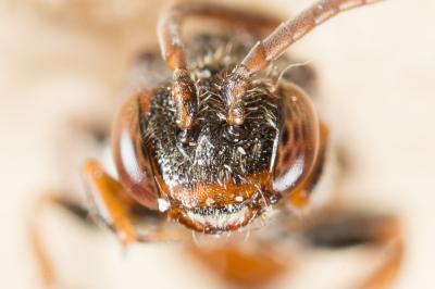  Nomada flavoguttata (Kirby, 1802)