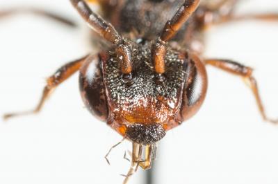  Nomada flavoguttata (Kirby, 1802)