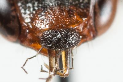  Nomada flavoguttata (Kirby, 1802)