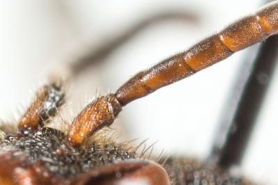  Nomada flavoguttata (Kirby, 1802)