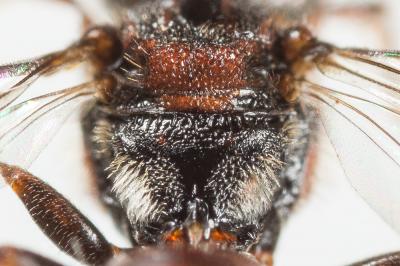  Nomada flavoguttata (Kirby, 1802)