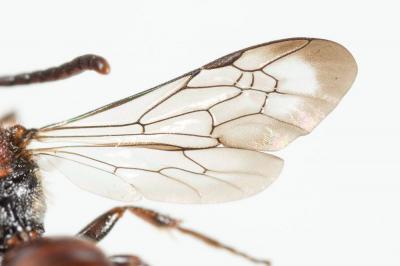  Nomada flavoguttata (Kirby, 1802)