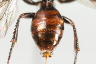  Nomada flavoguttata (Kirby, 1802)