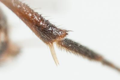  Nomada flavoguttata (Kirby, 1802)