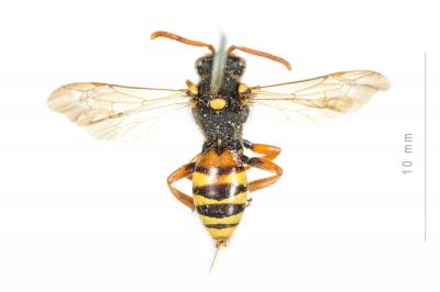  Nomada fucata Panzer, 1798