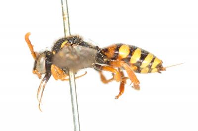  Nomada fucata Panzer, 1798