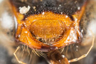  Nomada fucata Panzer, 1798