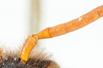  Nomada fucata Panzer, 1798