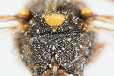  Nomada fucata Panzer, 1798