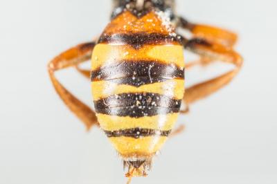  Nomada fucata Panzer, 1798