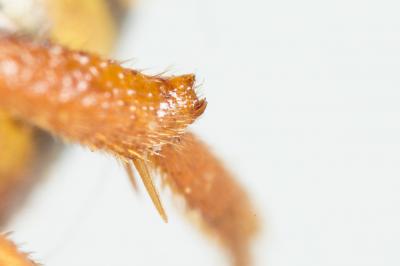  Nomada fucata Panzer, 1798