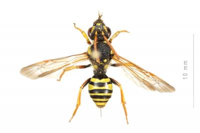  Nomada goodeniana (Kirby, 1802)