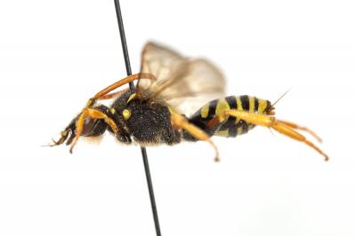  Nomada goodeniana (Kirby, 1802)