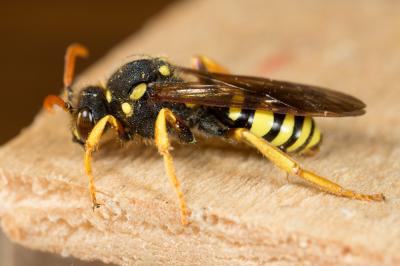  Nomada goodeniana (Kirby, 1802)
