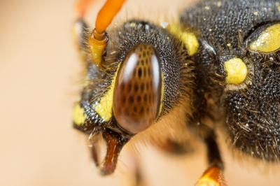  Nomada goodeniana (Kirby, 1802)