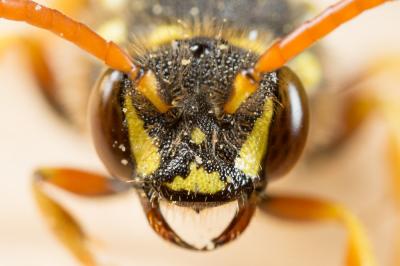  Nomada goodeniana (Kirby, 1802)
