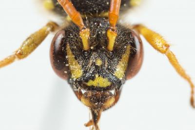  Nomada goodeniana (Kirby, 1802)