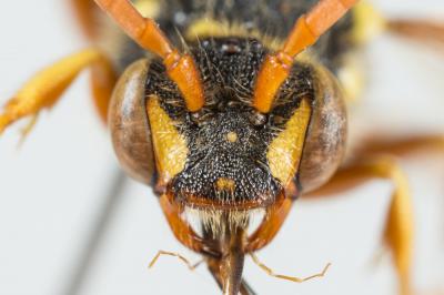  Nomada goodeniana (Kirby, 1802)