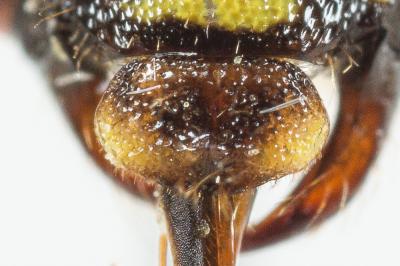  Nomada goodeniana (Kirby, 1802)
