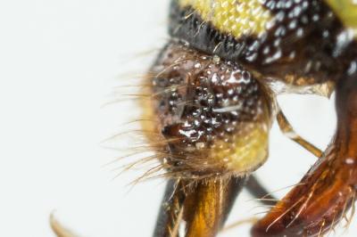  Nomada goodeniana (Kirby, 1802)