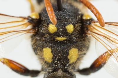  Nomada goodeniana (Kirby, 1802)