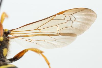  Nomada goodeniana (Kirby, 1802)