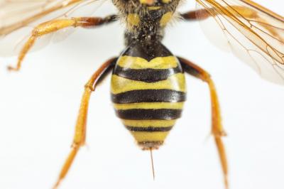  Nomada goodeniana (Kirby, 1802)