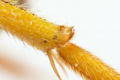  Nomada goodeniana (Kirby, 1802)