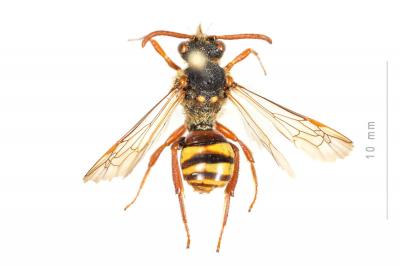  Nomada lathburiana (Kirby, 1802)