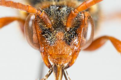  Nomada lathburiana (Kirby, 1802)
