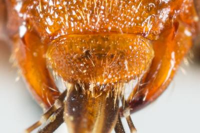  Nomada lathburiana (Kirby, 1802)
