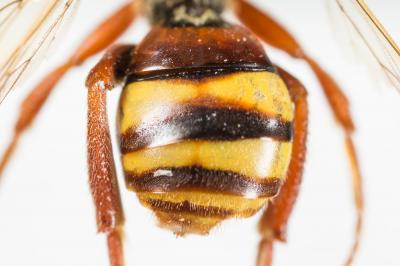  Nomada lathburiana (Kirby, 1802)