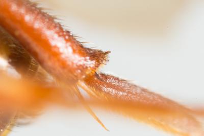  Nomada lathburiana (Kirby, 1802)