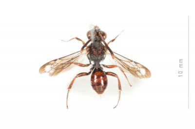 Nomada nigrovaria Pérez, 1895