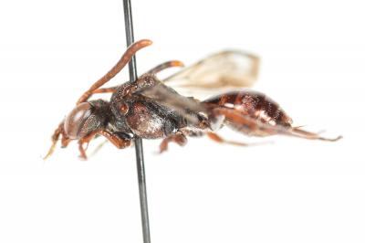  Nomada nigrovaria Pérez, 1895