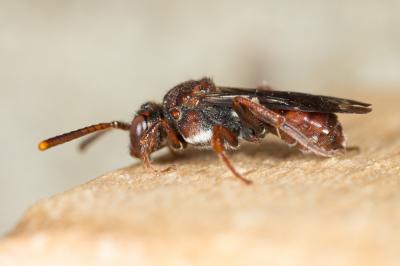  Nomada nigrovaria Pérez, 1895