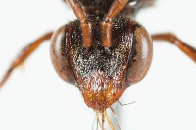  Nomada nigrovaria Pérez, 1895