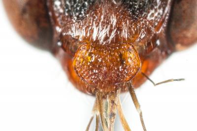  Nomada nigrovaria Pérez, 1895