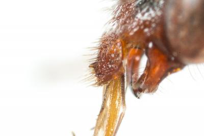  Nomada nigrovaria Pérez, 1895