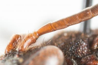  Nomada nigrovaria Pérez, 1895