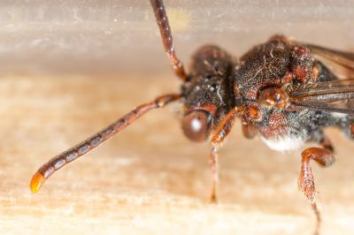  Nomada nigrovaria Pérez, 1895